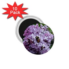 Lilac Bumble Bee 1 75  Magnets (10 Pack)  by IIPhotographyAndDesigns