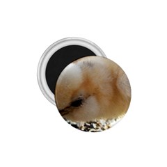 Silkie Chick  1 75  Magnets