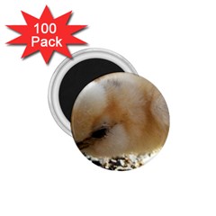 Silkie Chick  1 75  Magnets (100 Pack)  by IIPhotographyAndDesigns