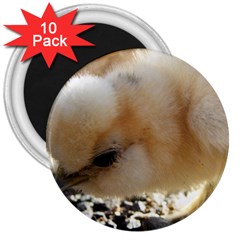 Silkie Chick  3  Magnets (10 Pack) 