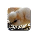 Silkie Chick  Rubber Square Coaster (4 pack)  Front