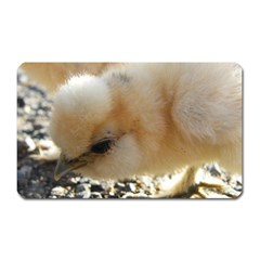 Silkie Chick  Magnet (rectangular) by IIPhotographyAndDesigns