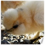 Silkie Chick  Canvas 16  x 16   15.2 x15.41  Canvas - 1