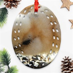 Silkie Chick  Ornament (oval Filigree)