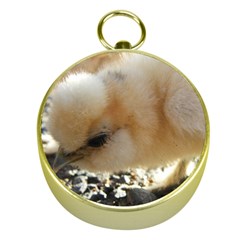 Silkie Chick  Gold Compasses