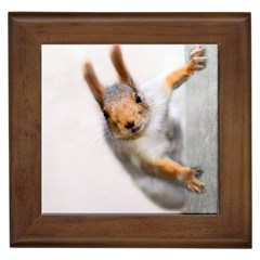 Curious Squirrel Framed Tiles by FunnyCow