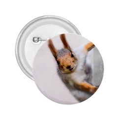 Curious Squirrel 2 25  Buttons by FunnyCow