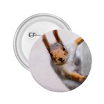 Curious Squirrel 2.25  Buttons Front