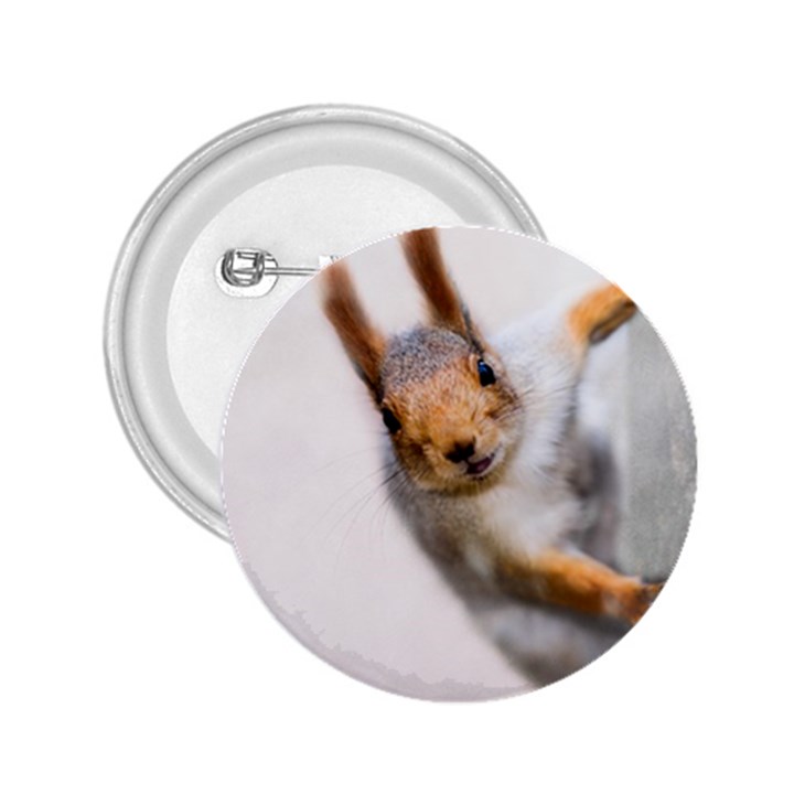 Curious Squirrel 2.25  Buttons