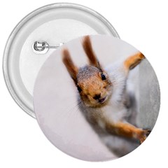 Curious Squirrel 3  Buttons by FunnyCow