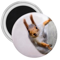 Curious Squirrel 3  Magnets by FunnyCow