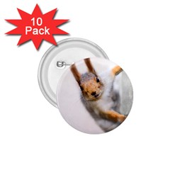 Curious Squirrel 1 75  Buttons (10 Pack) by FunnyCow