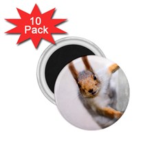 Curious Squirrel 1 75  Magnets (10 Pack)  by FunnyCow