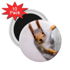 Curious Squirrel 2 25  Magnets (10 Pack)  by FunnyCow