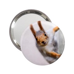 Curious Squirrel 2 25  Handbag Mirrors by FunnyCow