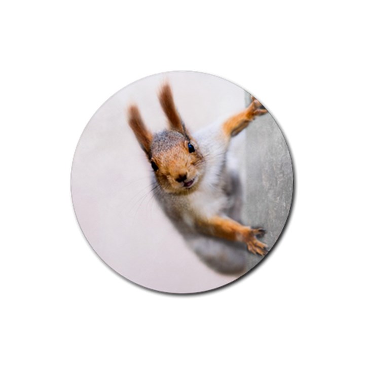 Curious Squirrel Rubber Round Coaster (4 pack) 