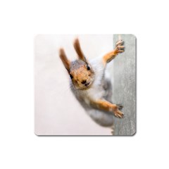 Curious Squirrel Square Magnet by FunnyCow