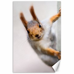 Curious Squirrel Canvas 24  X 36  by FunnyCow