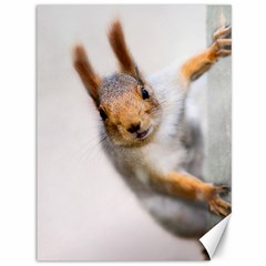 Curious Squirrel Canvas 36  X 48   by FunnyCow