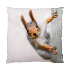 Curious Squirrel Standard Cushion Case (two Sides) by FunnyCow