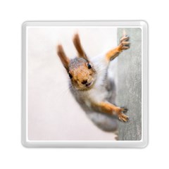 Curious Squirrel Memory Card Reader (square) by FunnyCow