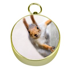 Curious Squirrel Gold Compasses by FunnyCow