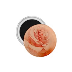 Wonderful Rose In Soft Colors 1 75  Magnets by FantasyWorld7