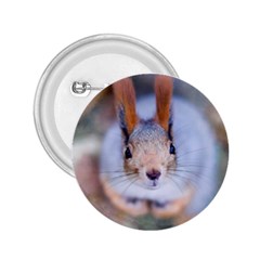 Squirrel Looks At You 2.25  Buttons