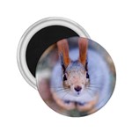 Squirrel Looks At You 2.25  Magnets Front