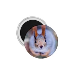 Squirrel Looks At You 1.75  Magnets