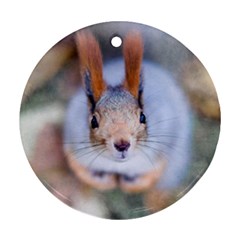 Squirrel Looks At You Ornament (round) by FunnyCow