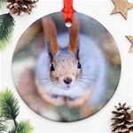 Squirrel Looks At You Ornament (Round) Front