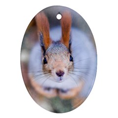 Squirrel Looks At You Ornament (oval) by FunnyCow