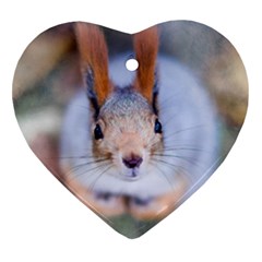 Squirrel Looks At You Ornament (Heart)