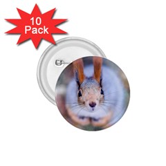 Squirrel Looks At You 1.75  Buttons (10 pack)