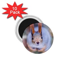 Squirrel Looks At You 1 75  Magnets (10 Pack)  by FunnyCow