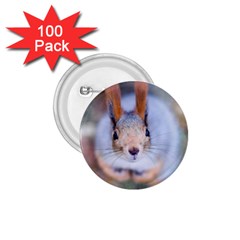 Squirrel Looks At You 1 75  Buttons (100 Pack)  by FunnyCow