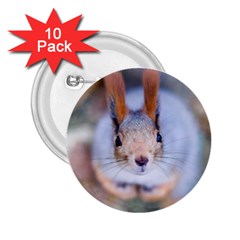 Squirrel Looks At You 2.25  Buttons (10 pack) 