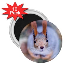 Squirrel Looks At You 2.25  Magnets (10 pack) 