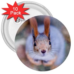 Squirrel Looks At You 3  Buttons (10 pack) 