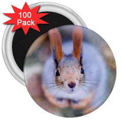 Squirrel Looks At You 3  Magnets (100 Pack) by FunnyCow