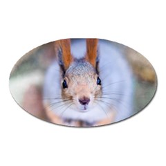 Squirrel Looks At You Oval Magnet