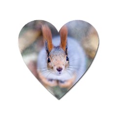 Squirrel Looks At You Heart Magnet