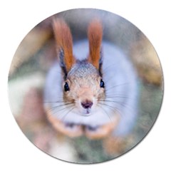 Squirrel Looks At You Magnet 5  (Round)