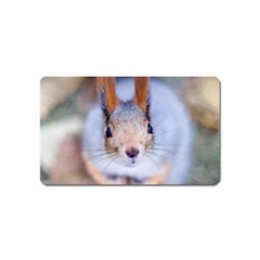 Squirrel Looks At You Magnet (Name Card)