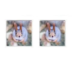 Squirrel Looks At You Cufflinks (square) by FunnyCow