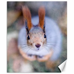 Squirrel Looks At You Canvas 8  X 10  by FunnyCow