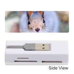 Squirrel Looks At You Memory Card Reader (stick) by FunnyCow