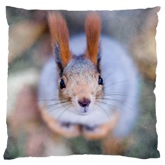 Squirrel Looks At You Large Cushion Case (two Sides) by FunnyCow