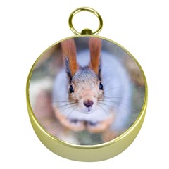 Squirrel Looks At You Gold Compasses by FunnyCow